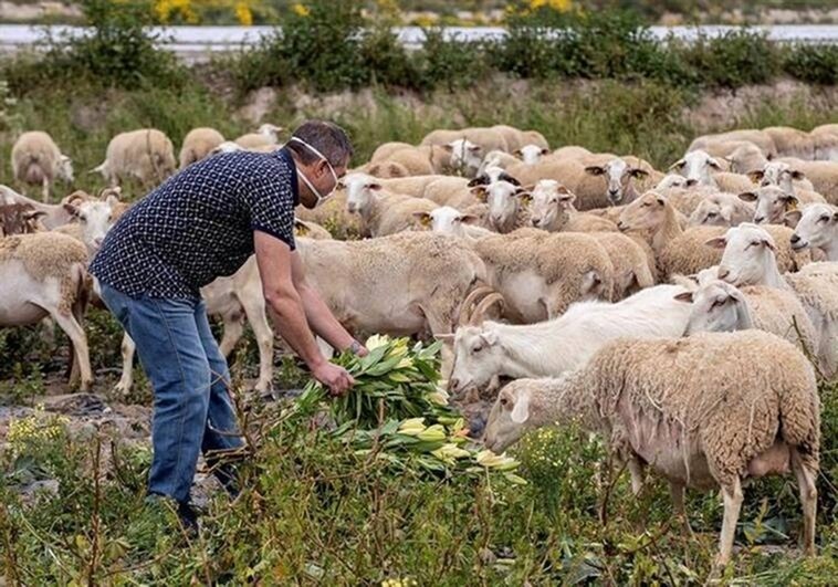 Flexibilizan por fin las restricciones al ganado por viruela ovina y caprina en Castilla-La Mancha