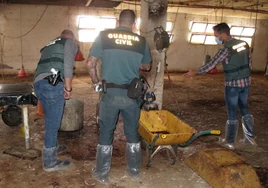 Investigan al propietario de un matadero ilegal con más de 200 pollos en un pueblo de Almería