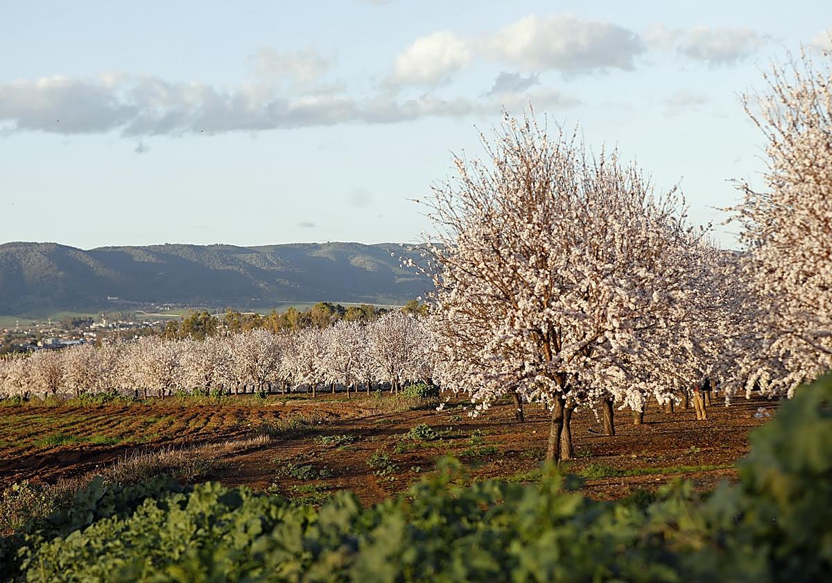 Imagen de una plantación de almendros en Córdoba