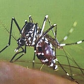 Detectan por primera vez en Galicia ejemplares de 'mosquito tigre'