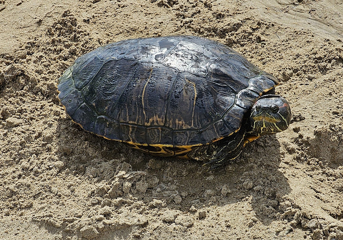 Imagen de la tortuga decomisada por la Policía en una playa de Valencia