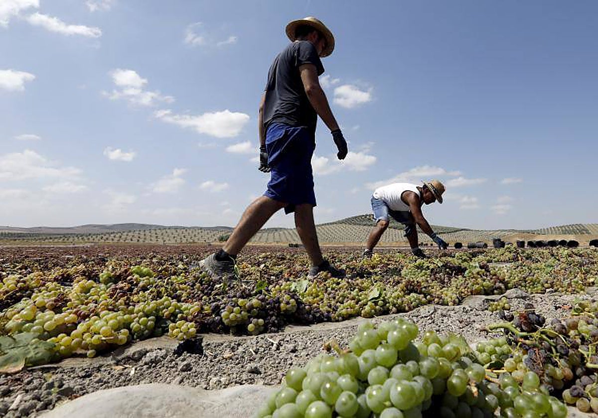 Trabajadores de la vendimia en Montilla-Moriles en una imagen de archivo