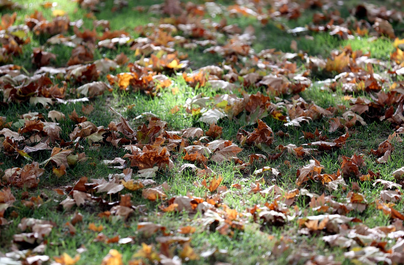Colón, imagen otoñal en pleno agosto