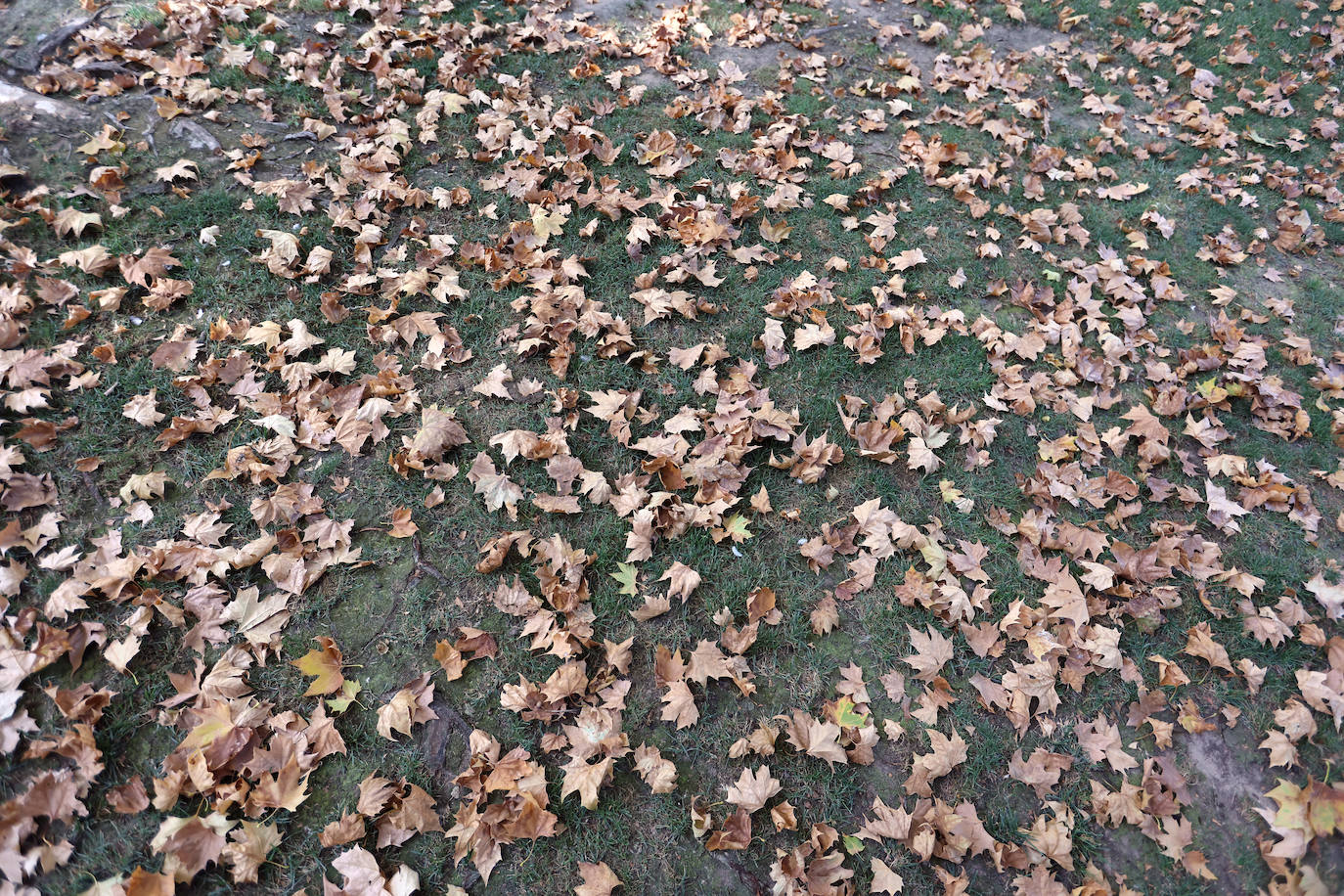Colón, imagen otoñal en pleno agosto