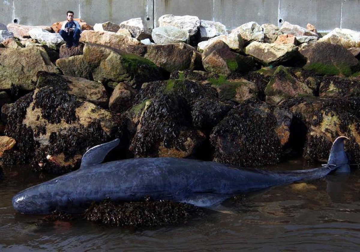 Ballena varada en Burela, en la provincia de Lugo