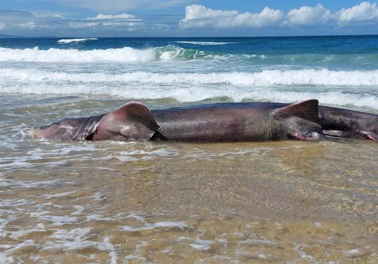 Hallan cuerpo de tiburón peregrino de seis metros en la playa de Doniños, en Ferrol