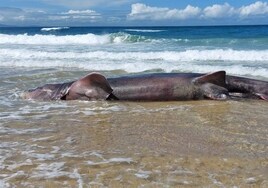 Aparece varada una cría de tiburón peregrino en la playa de Doniños de Ferrol