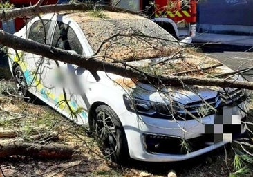 Cae un árbol en la calle Encinas de Palencia y destroza tres coches que estaban aparcados
