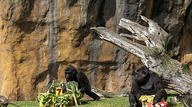 Abc Rjp La gorila Virunga celebra su 7º cumpleaños con una fiesta y «vistosas ...