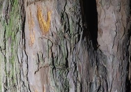 Un tejo milenario, víctima de «actos vandálicos» en San Cristóbal de Valdueza (León)