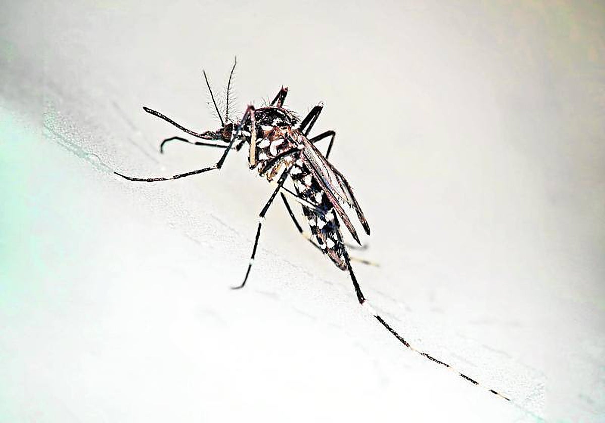 Un ejemplar de mosquito tigre