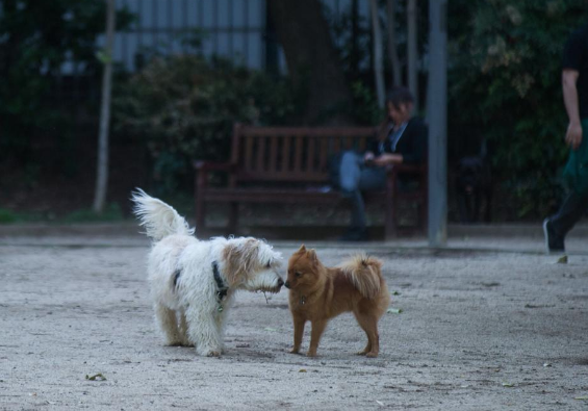 cómo se inicia un parque comunitario para perros