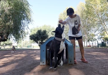 La población de perros llega ya casi a duplicar a la de niños en Córdoba