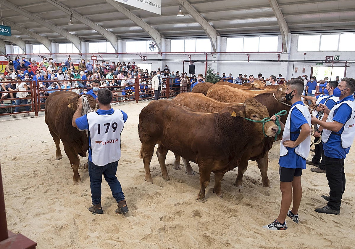 Pasada edición de Salamaq