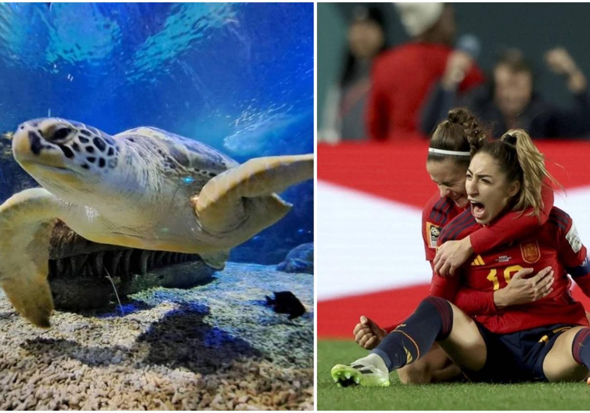 La tortuga Yellow ha apostado por La Roja para la final del domingo