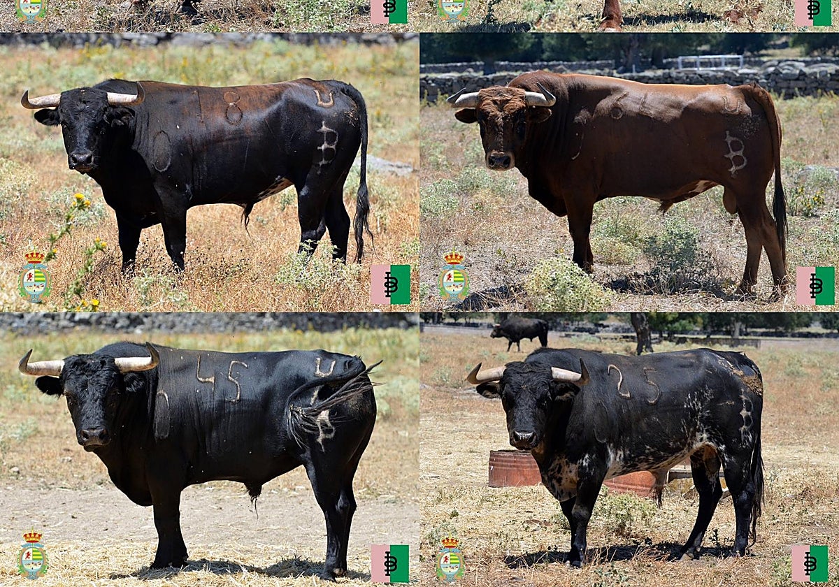 Novillos de Baltasar Ibán que se lidiarán en Villaseca