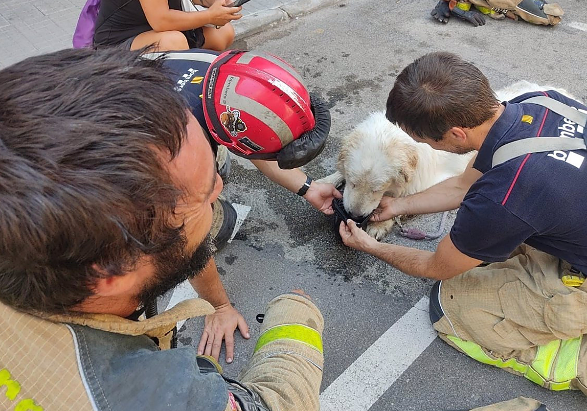 Denunciado por dejar a su perro encerrado en el balcón durante tres días sin agua ni comida en Terrassa
