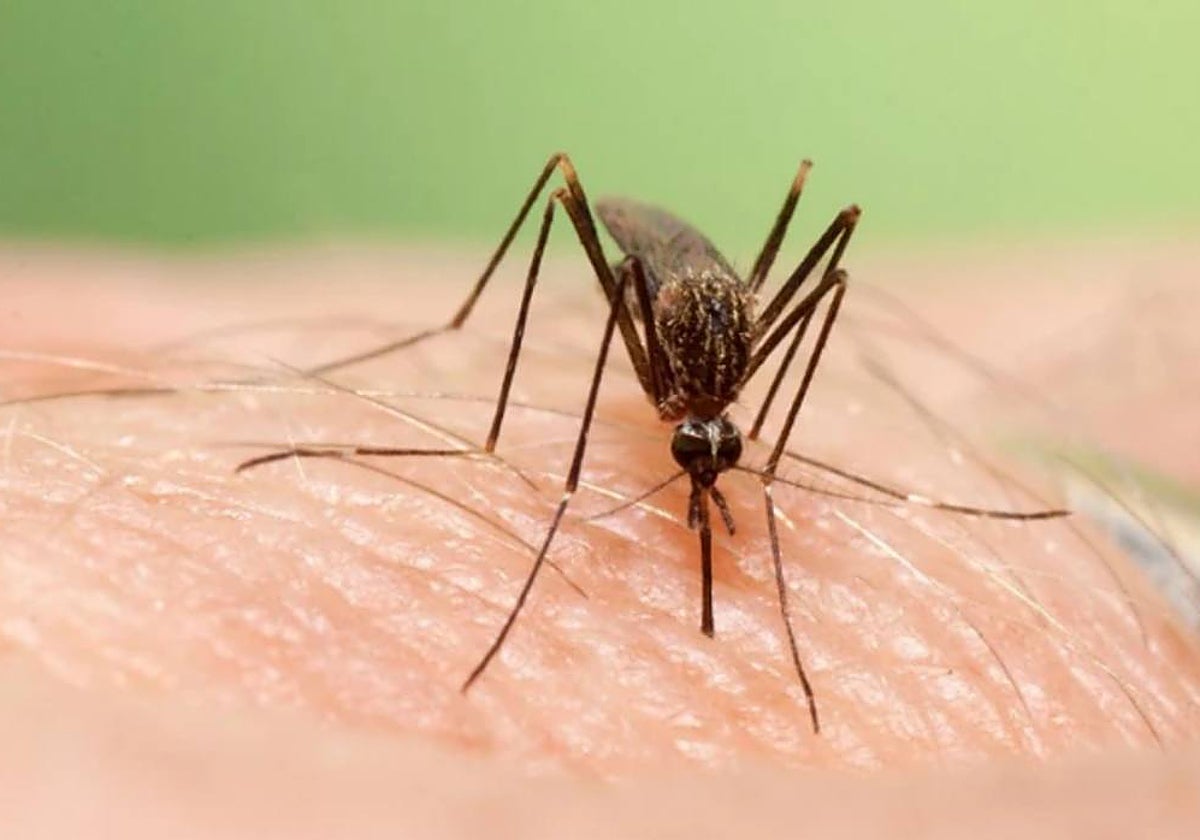 Imagen de un mosquito, insecto cuya picadura provoca la contracción del virus