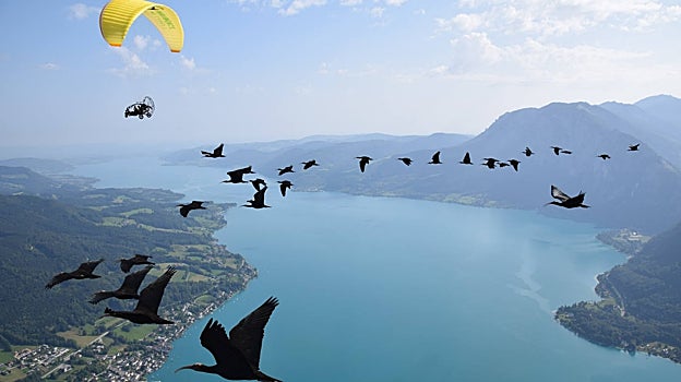 Imagen de la migración guiada del ibis eremita por vuelo ultraligero