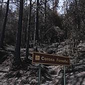 Primera noche en casa para todos los desalojados por el incendio en Tenerife, ya estabilizado