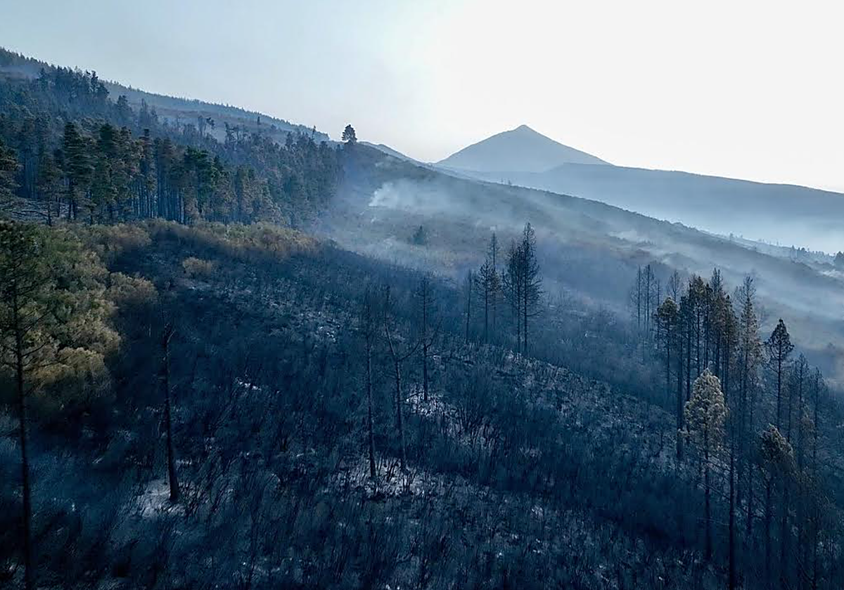 Tenerife, calcinado tras el paso del incendio forestal
