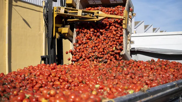 Imagen de uno de los camiones cargados de tomates para La Tomatina en La Llosa (Castellón)