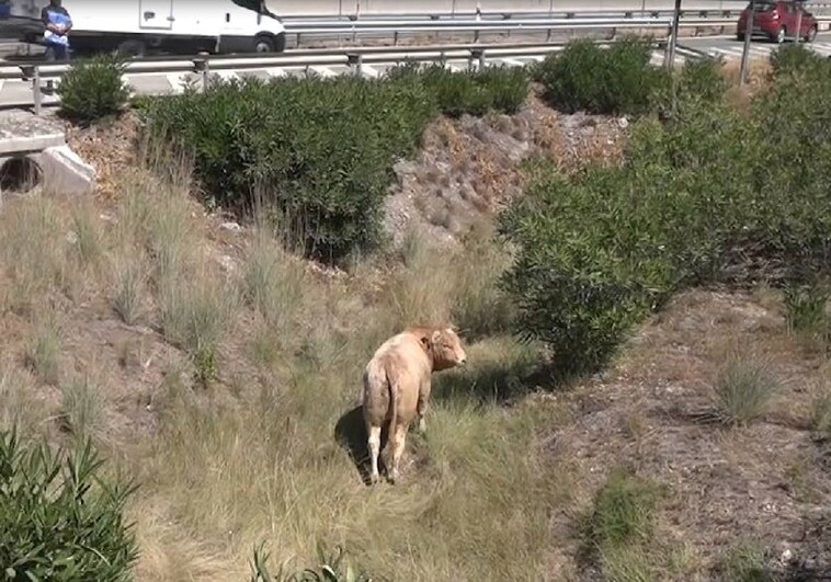 Imagen de una de las reses en un campo pegado a la autovía A-3, este lunes, tras volcar un camión