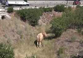 Abaten a los dos toros desaparecidos tras escaparse de un camión accidentado en Valencia