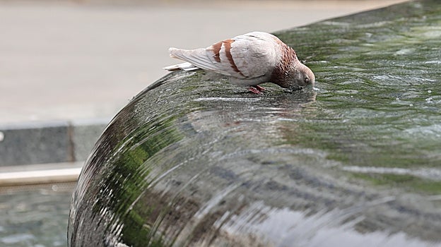 Una paloma bebe agua en una fuente
