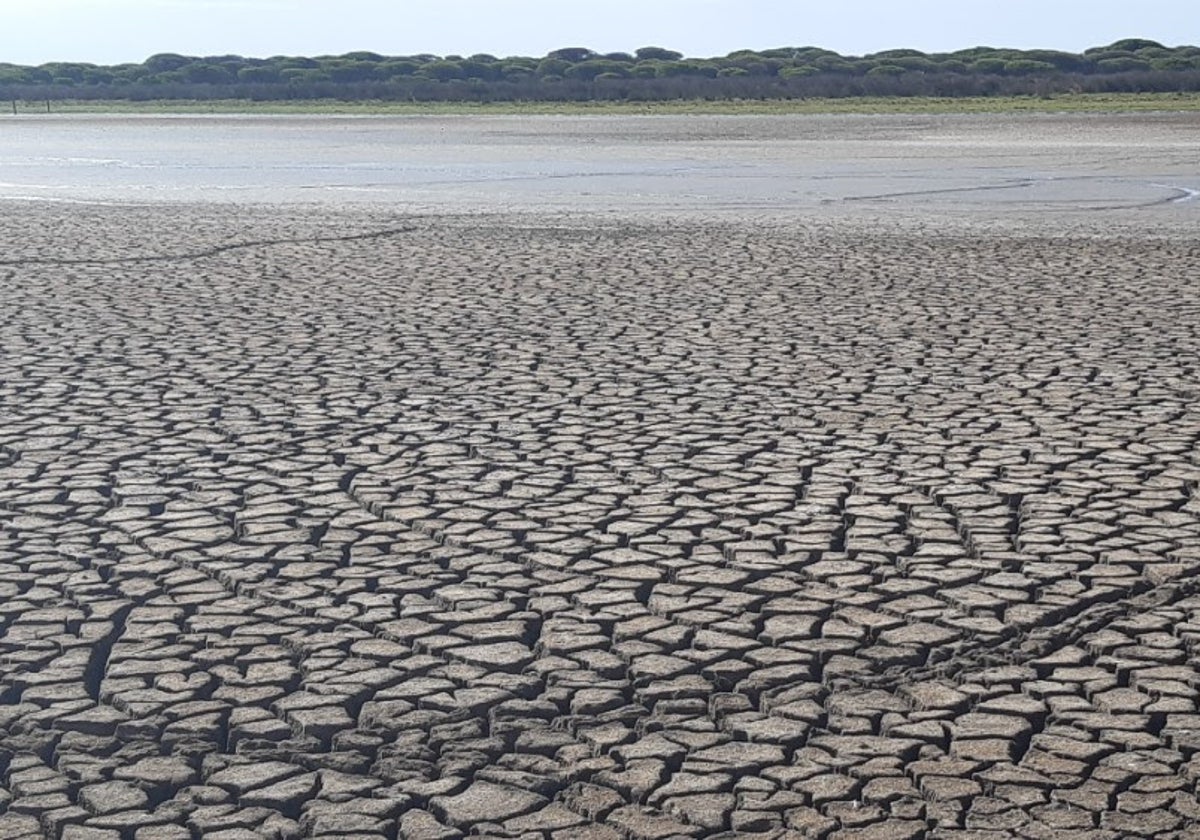Imagen de los estragos de la sequía en Doñana