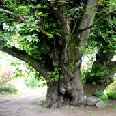 Estocada al patrimonio natural de Tenerife, que pierde un árbol de más de 500 años en el incendio