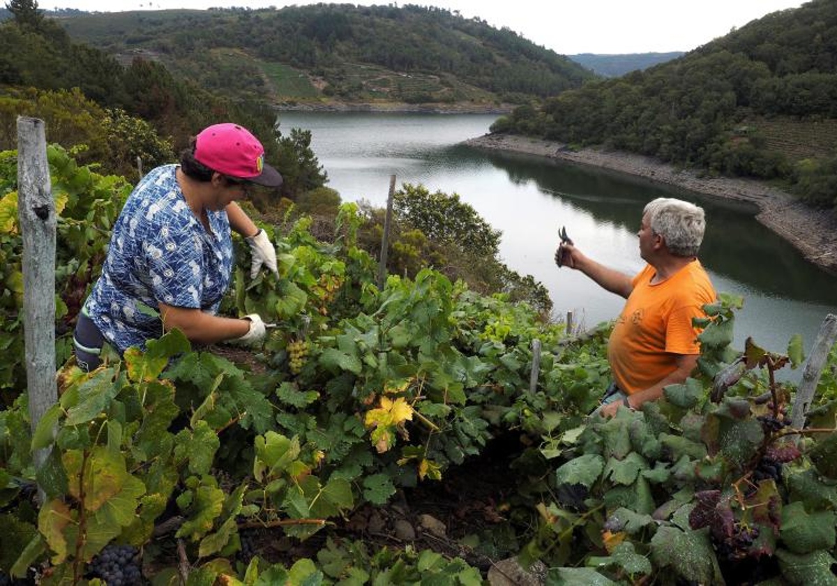 Vendimia de D. O. Ribeira Sacra