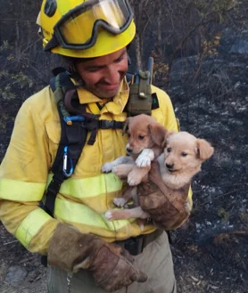 Imagen secundaria 2 - Rescate de los cachorros llamados Arafo y Candelaria