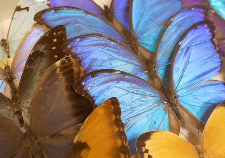 Detalle de las mariposas de la colección.