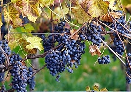 Agricultores denuncian estar vendiendo la uva por debajo de su coste «por la presión de las bodegas»
