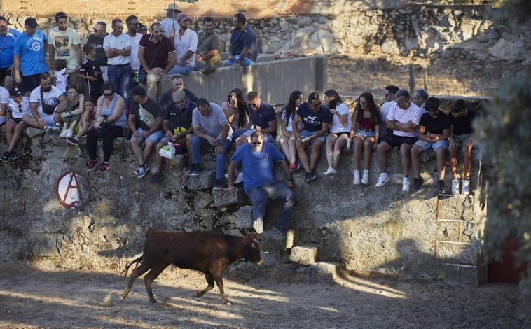 Imagen principal - Un grupo de personas asisten a una capea; los toros reposan en un cercado de la finca, y el tentadero