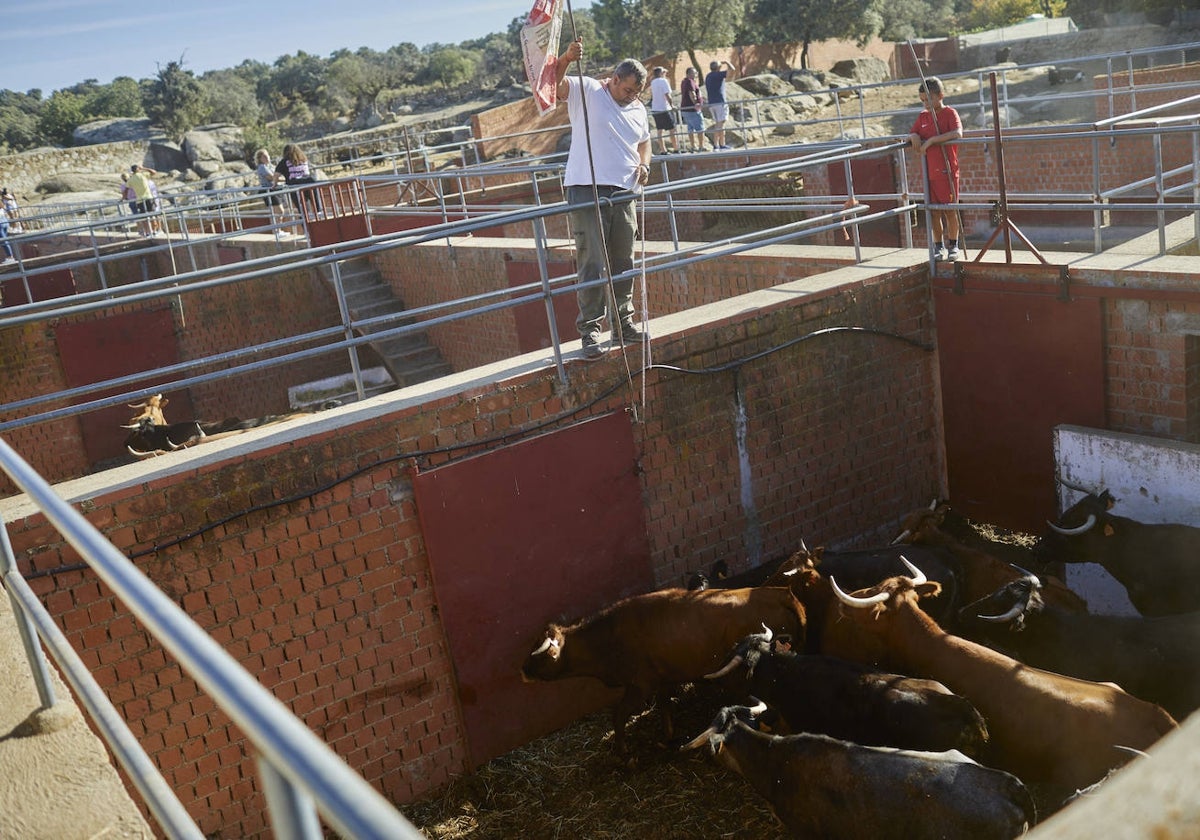 El ganadero José Manuel Quintas enchiquera las vacas que van a salir al tentadero