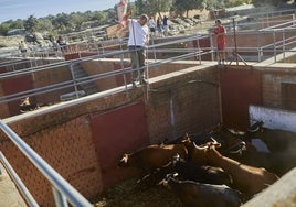 El arduo viaje de la ganadería a la plaza