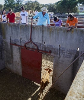 Imagen secundaria 2 - Un grupo de personas asisten a una capea; los toros reposan en un cercado de la finca, y el tentadero