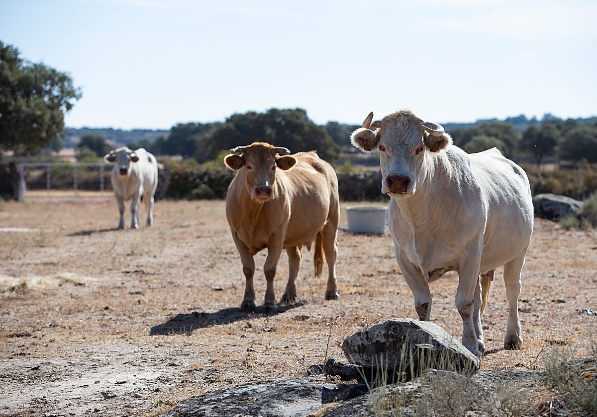 Ejemplares afectados por la enfermedad en una explotación en la provincia de Zamora