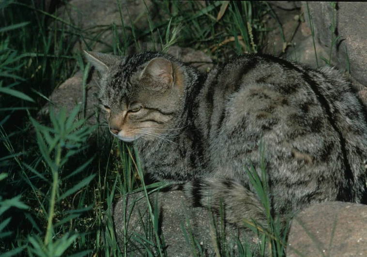 Un gato montés, en la sierra madrileña