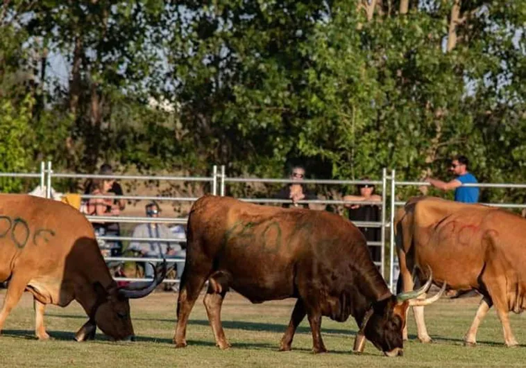 Imagen de archivo de la última edición de “La caca de vaca” en Quintana de Raneros