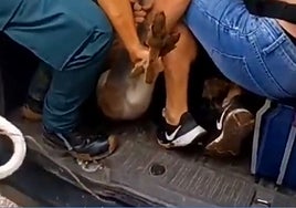 Localizan el penúltimo de varios canguros que se habían escapado de un zoológico en Castellón