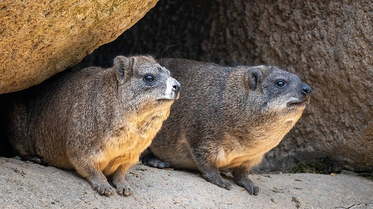 Imagen de dos de los damanes roqueros de Bioparc Valencia