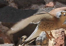 Sueltan 10 ejemplares de cernícalo primilla en Albacete, una especie en peligro de extinción