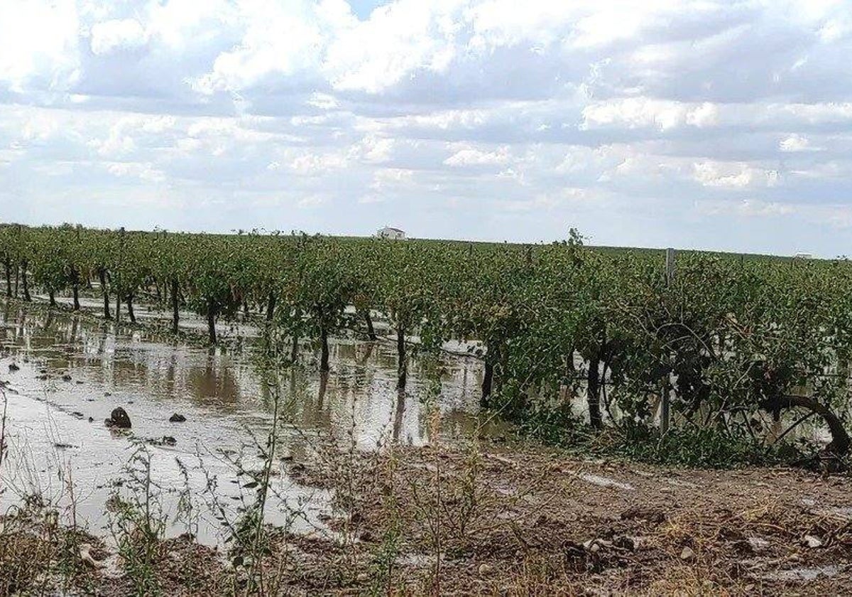 Más de 10.000 hectáreas de cultivo de almendro y olivar se han visto afectados por el temporal