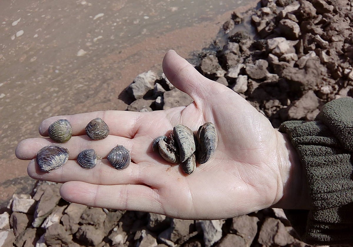 Imagen de varios ejemplares de mejillón cebra y de almeja asiática