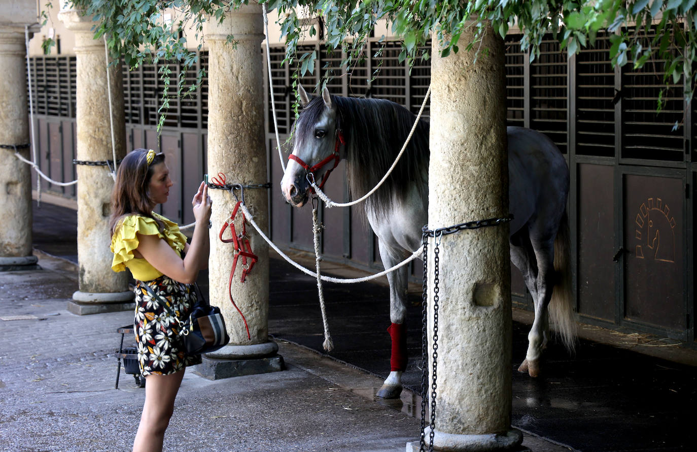 Caballerizas Reales se engalana para Cabalcor 2023, en imágenes