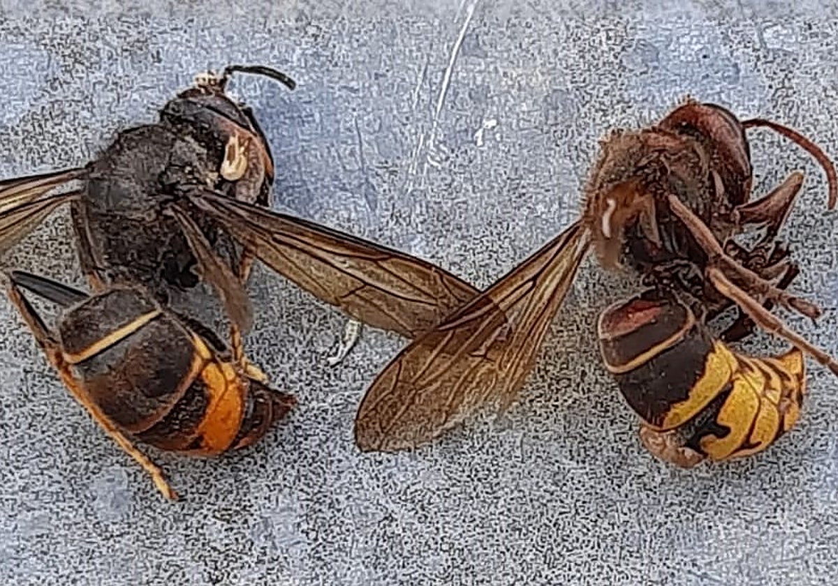 Imagen de la avispa velutina (izquierda) junto a la cabro, que es autóctona y no representa un riesgo