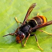 La expansión de la temida avispa asiática amenaza la agricultura en España: una «agresiva» especie invasora que arrasa colmenas de abejas